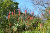 Rote Baum-Aloe