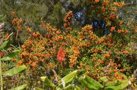 Blütenpracht Madeiras