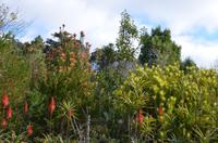 Blütenpracht Madeiras