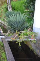 Vorgärten entlang der Levada