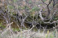 Schlucht am Wegesrand