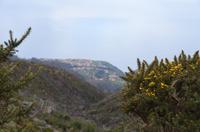 Blütenpracht Madeiras