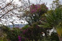 Blütenpracht Madeiras