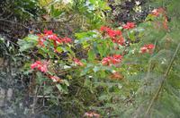 Weihnachtsstern-Baum