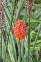 Blütenpracht Madeiras