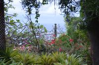 Blütenpracht Madeiras