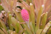 Blütenpracht Madeiras