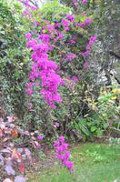 Blütenpracht Madeiras