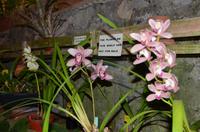 Orchidee, Königin der Blumen