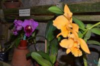 Orchidee, Königin der Blumen