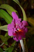 Orchidee, Königin der Blumen