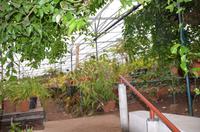 Gewächshaus der Orchideen