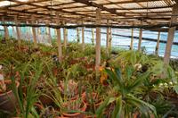 Gewächshaus der Orchideen