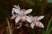 Orchidee, Königin der Blumen