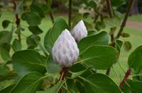 Blütenpracht Madeiras