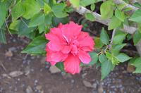 Blütenpracht Madeiras