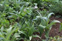 Botanischer Garten Monte