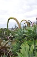 Botanischer Garten Monte