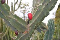 Botanischer Garten Monte