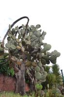 Kakteengarten, Botanischer Garten in Monte