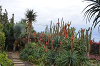 Rote Baum-Aloe im Botanischen Garten Monte