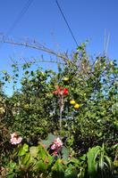 Blütenpracht Madeiras