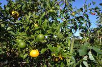 Obstgarten des Casa de Colmo