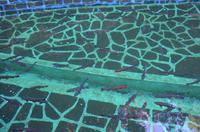 Forellenzucht in Ribeiro Frio