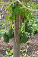 Männlicher Papayabaum