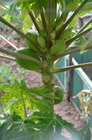 Weiblicher Papayabaum