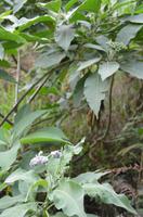 Giftiger Nachtschatten