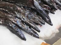 In der Fischhalle - Schwarzer Degenfisch