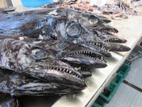 In der Fischhalle - Schwarzer Degenfisch