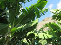 Ponta do Sol - Bananenplantage