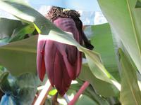 Ponta do Sol - Bananenplantage