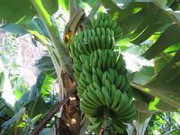 Ponta do Sol - Bananenplantage