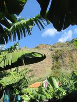 Ponta do Sol - Bananenplantage