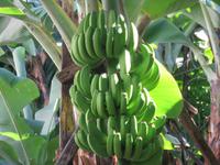 Ponta do Sol - Bananenplantage