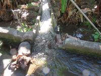 Levada in der Bananenplantage von Ponta do Sol