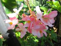 Ponta do Sol - Bananenplantage