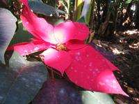 Ponta do Sol - Bananenplantage