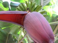 Ponta do Sol - Bananenplantage