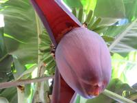 Ponta do Sol - Bananenplantage