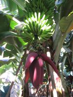 Ponta do Sol - Bananenplantage