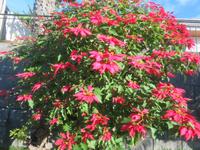 Weihnachtsstern - in der Größe Madeiras