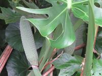 Frucht des Fensterblattes