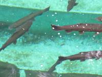 Ribeiro Frio, am Kalten Bach