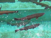 Ribeiro Frio, am Kalten Bach