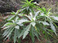 Riesenlöwenzahn in Ribeiro Frio, am Kalten Bach