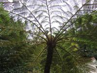 Baumfarn in Ribeiro Frio, am Kalten Bach